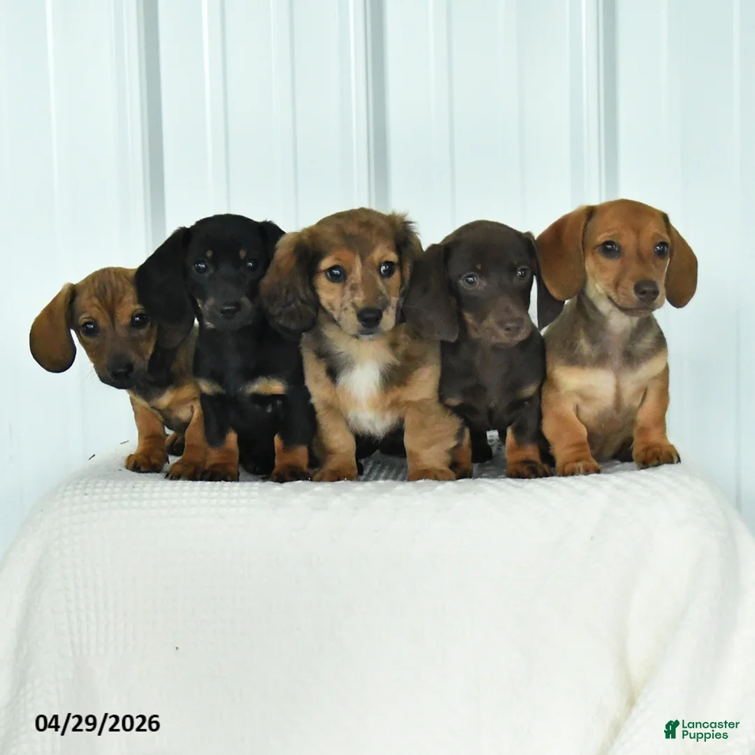 Dachshund dogs for sale: Dasher - Ad 5