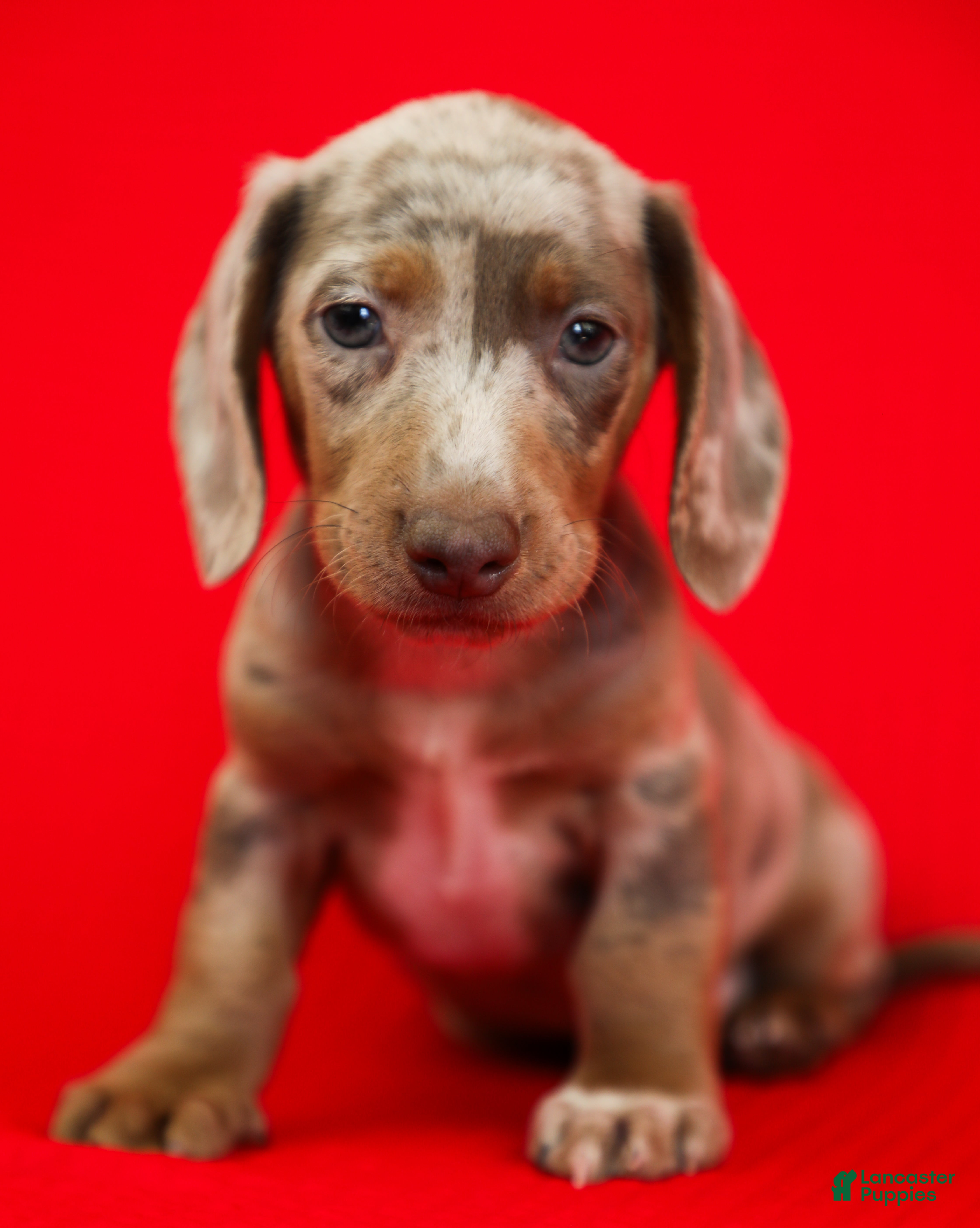 Dachshund dogs Aries 🪐 - Ad 1