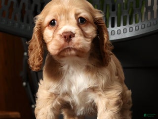 Cocker Spaniel dogs Holly - Ad 9