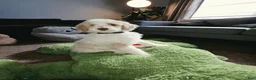 Labradoodle dogs for sale: Crema - Black collar  - Ad 3