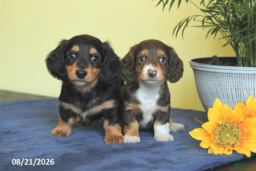 Miniature Dachshund dogs for sale: Mark  - Ad 5