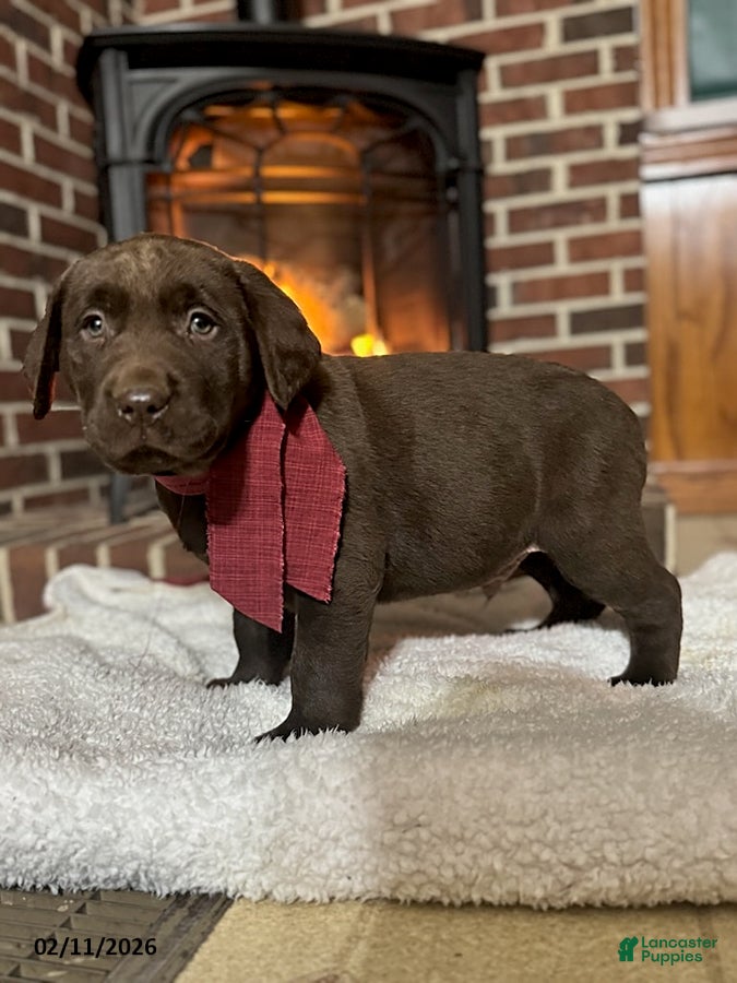 Labrador Retriever dogs Brett - Ad 2