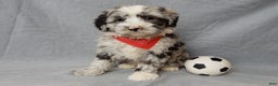 Sheepadoodle dogs for sale: Cash - Ad 7