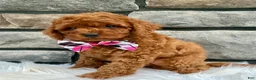 Cavapoo dogs for sale: Bella - Ad 3