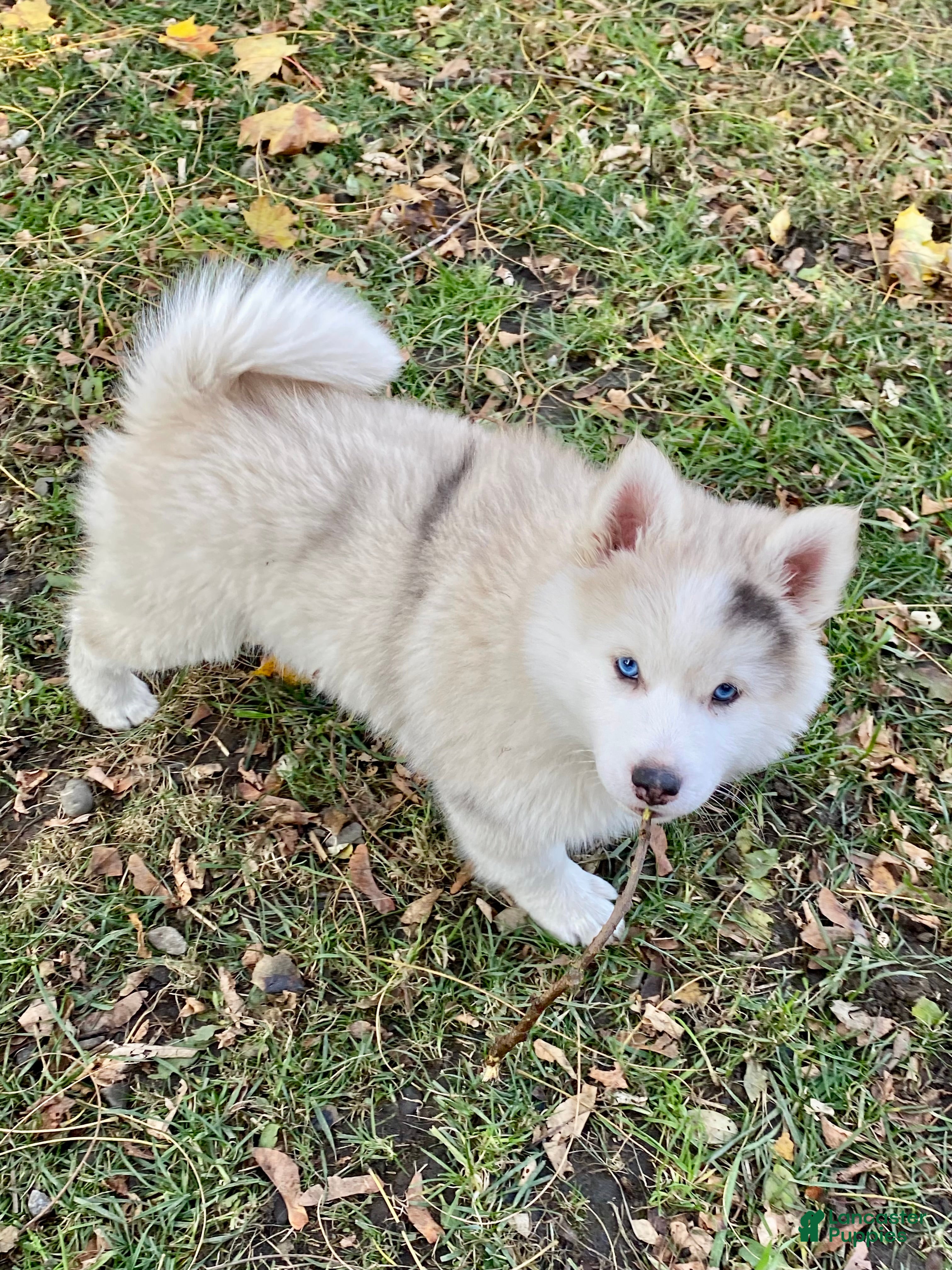 Pomsky dogs CJ “Caramel Jr” - Ad 17