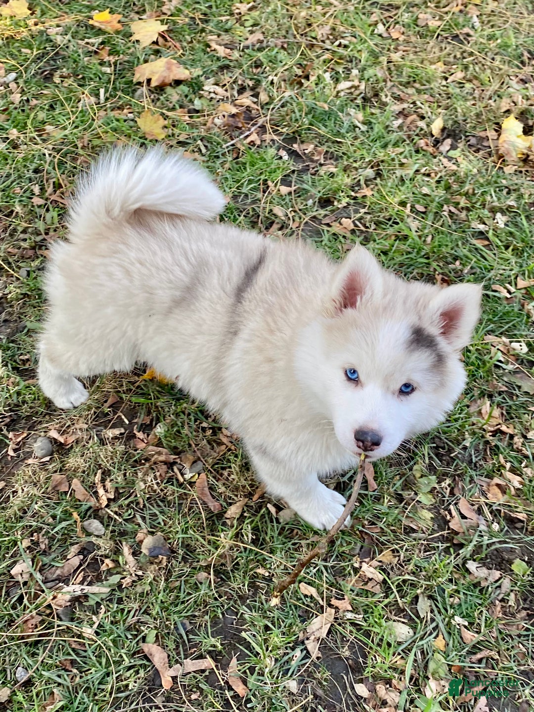 Pomsky dogs for sale: CJ “Caramel Jr” - Ad 1
