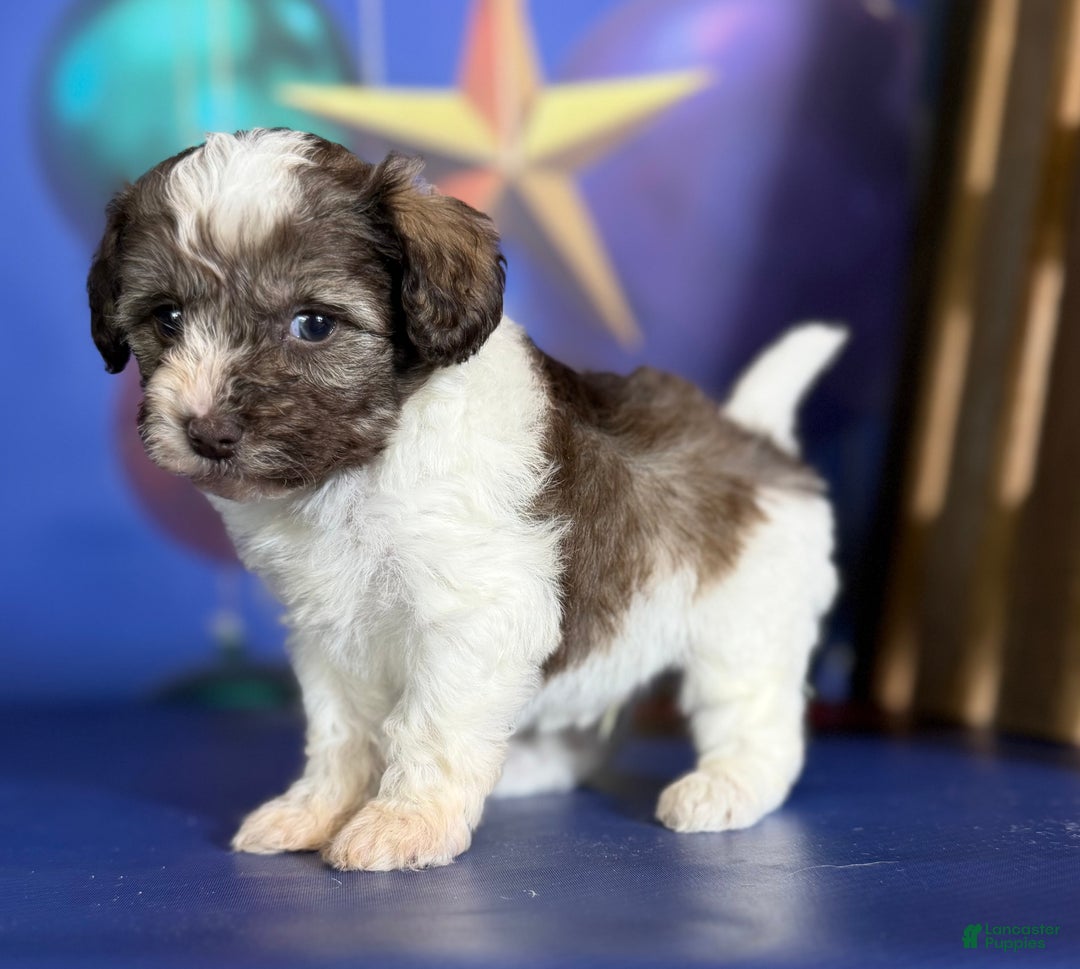 Mixed Breed dogs for sale: Blizzard - Ad 6