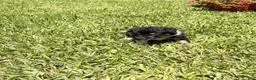 Mixed Breed dogs for sale: Saide  - Ad 7