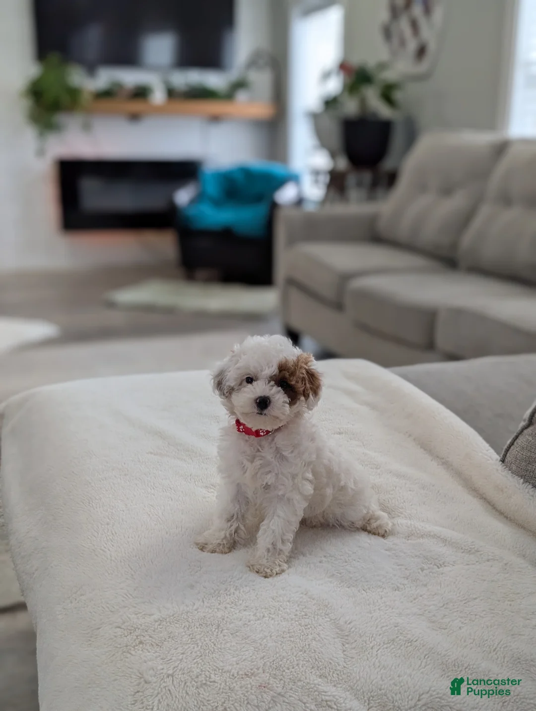 Shihpoo dogs for sale: Jaxon  - Ad 1