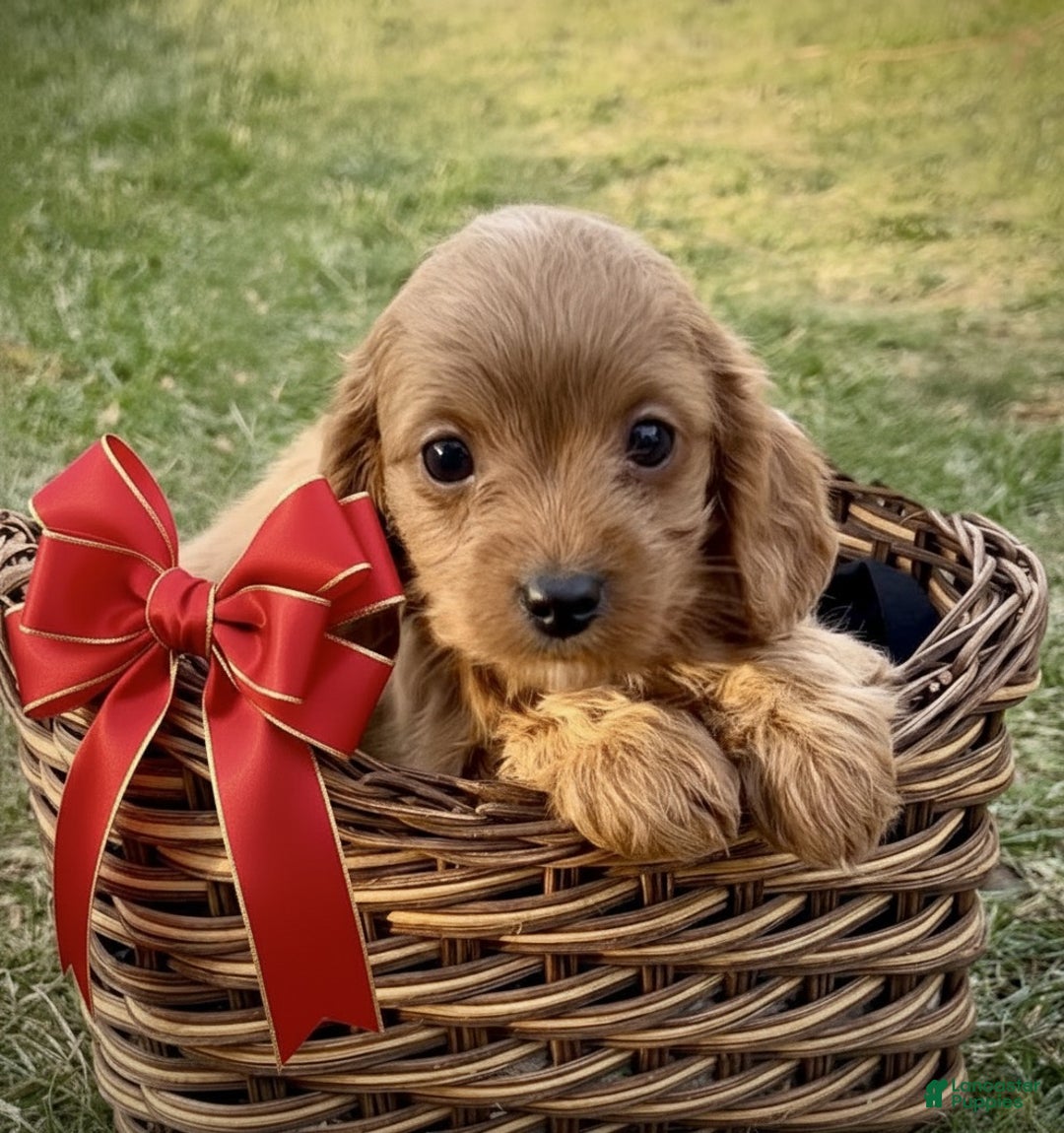 Cavapoo dogs for sale: Bentley - Ad 1