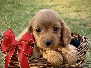 Cavapoo dogs for sale: Bentley - Ad 2
