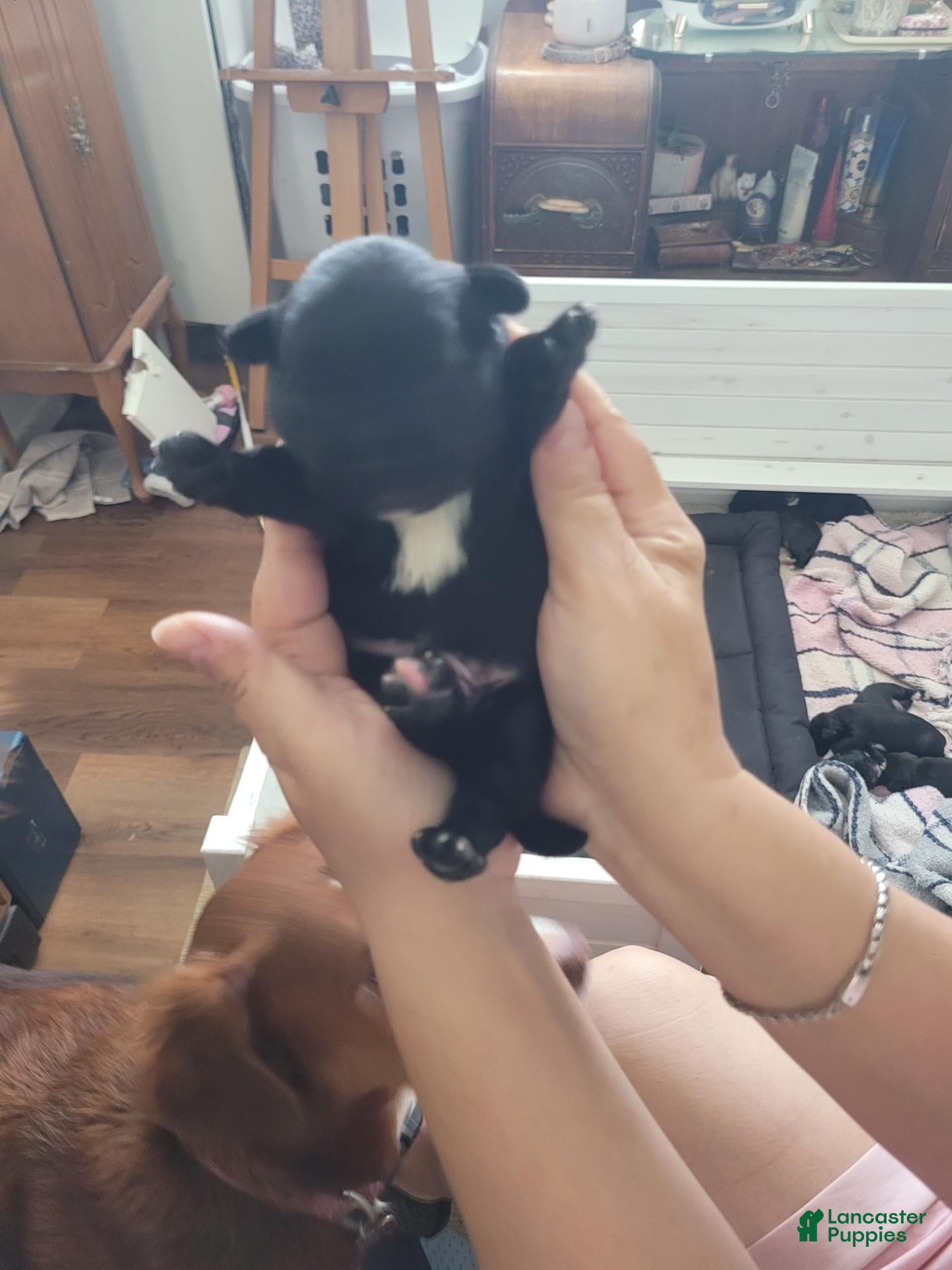 Mixed Breed dogs Mixed Breed 1 - Ad 27