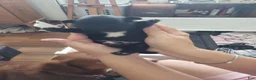 Mixed Breed dogs for sale: Mixed Breed 1 - Ad 1