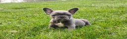 French Bulldog dogs for sale: Lexi - Ad 2