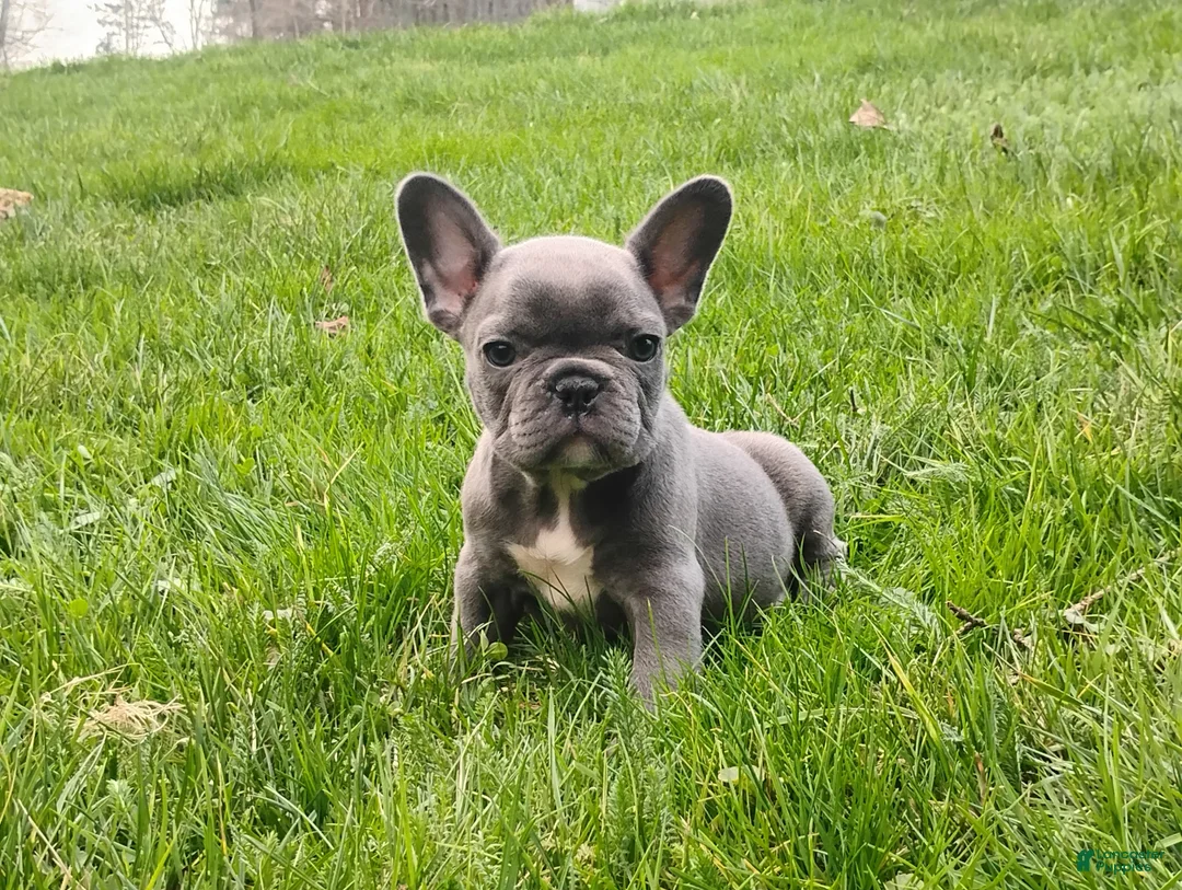 French Bulldog dogs for sale: Lexi - Ad 2