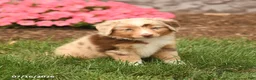 Miniature Australian Shepherd dogs for sale: Vanessa - Ad 2