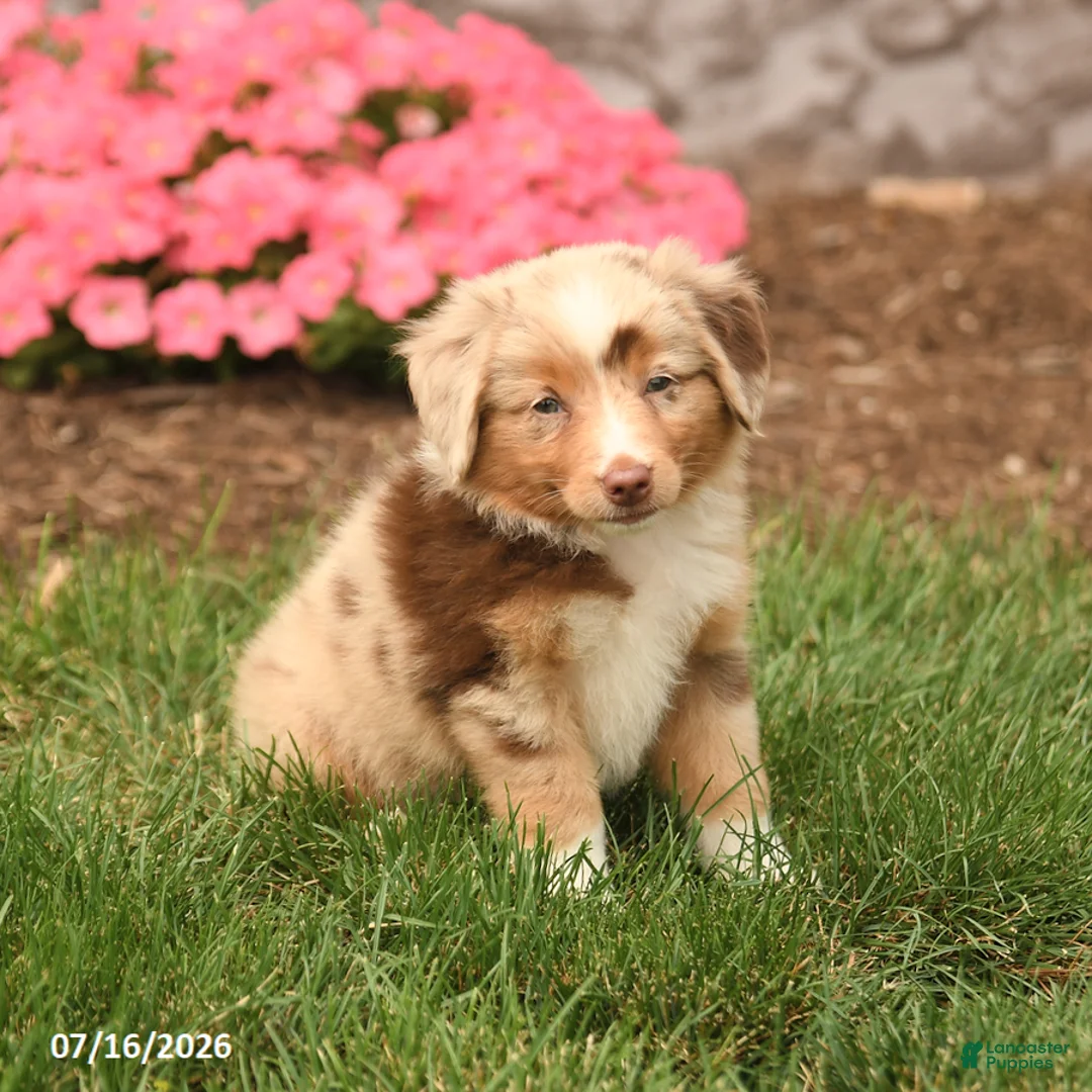 Miniature Australian Shepherd dogs for sale: Vanessa - Ad 2