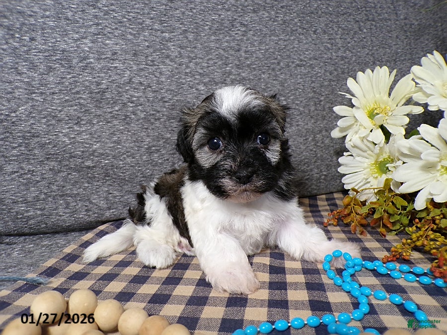 Havanese dogs Toby - Ad 25