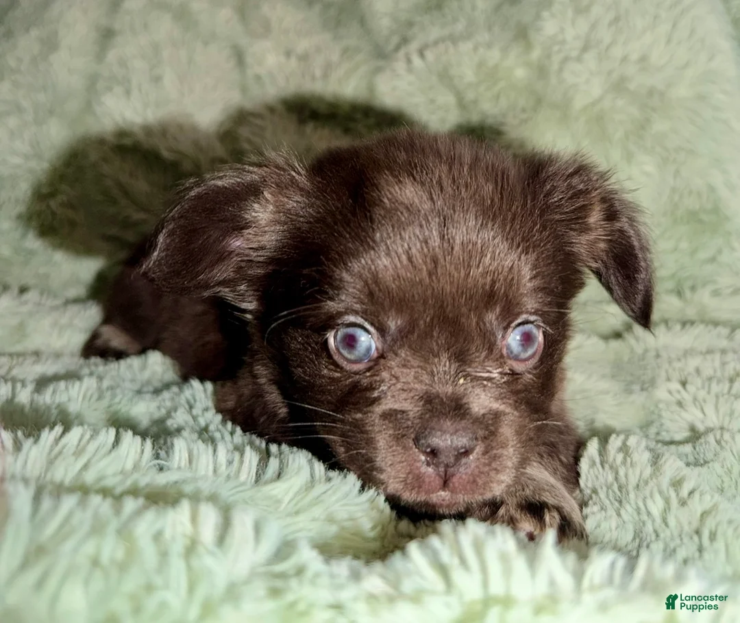 French Bulldog dogs for sale: Sleepy - Ad 2