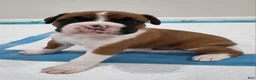 Boxer dogs for sale: ROME - Ad 5
