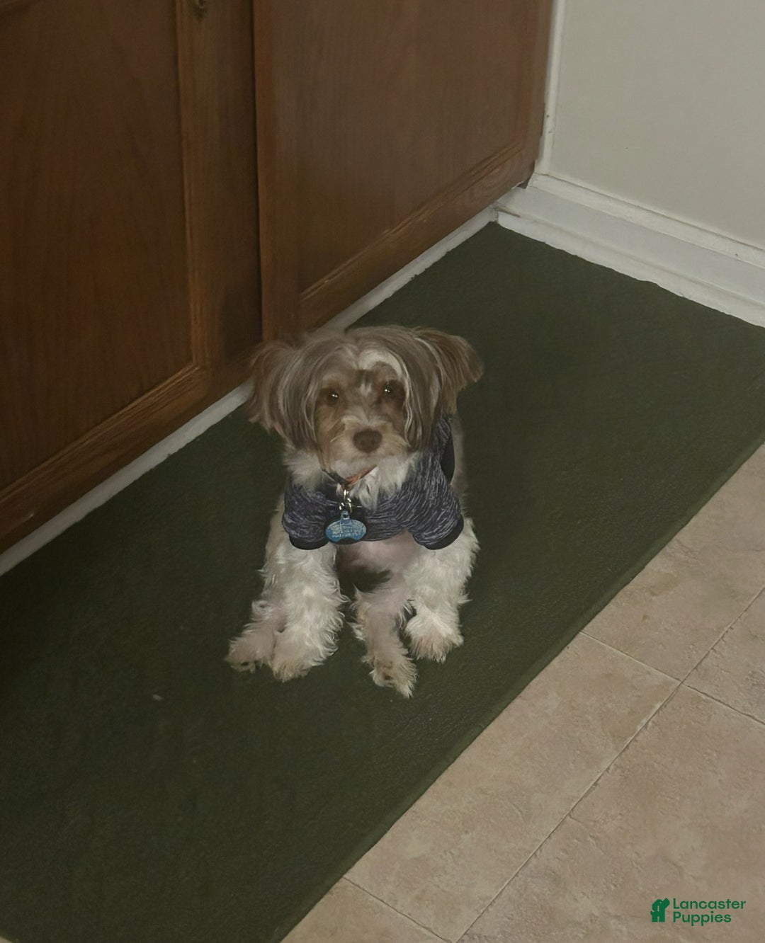 Morkie dogs for sale: Georgio  - Ad 7