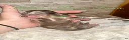 Miniature Dachshund dogs for sale: Atlas - Ad 8