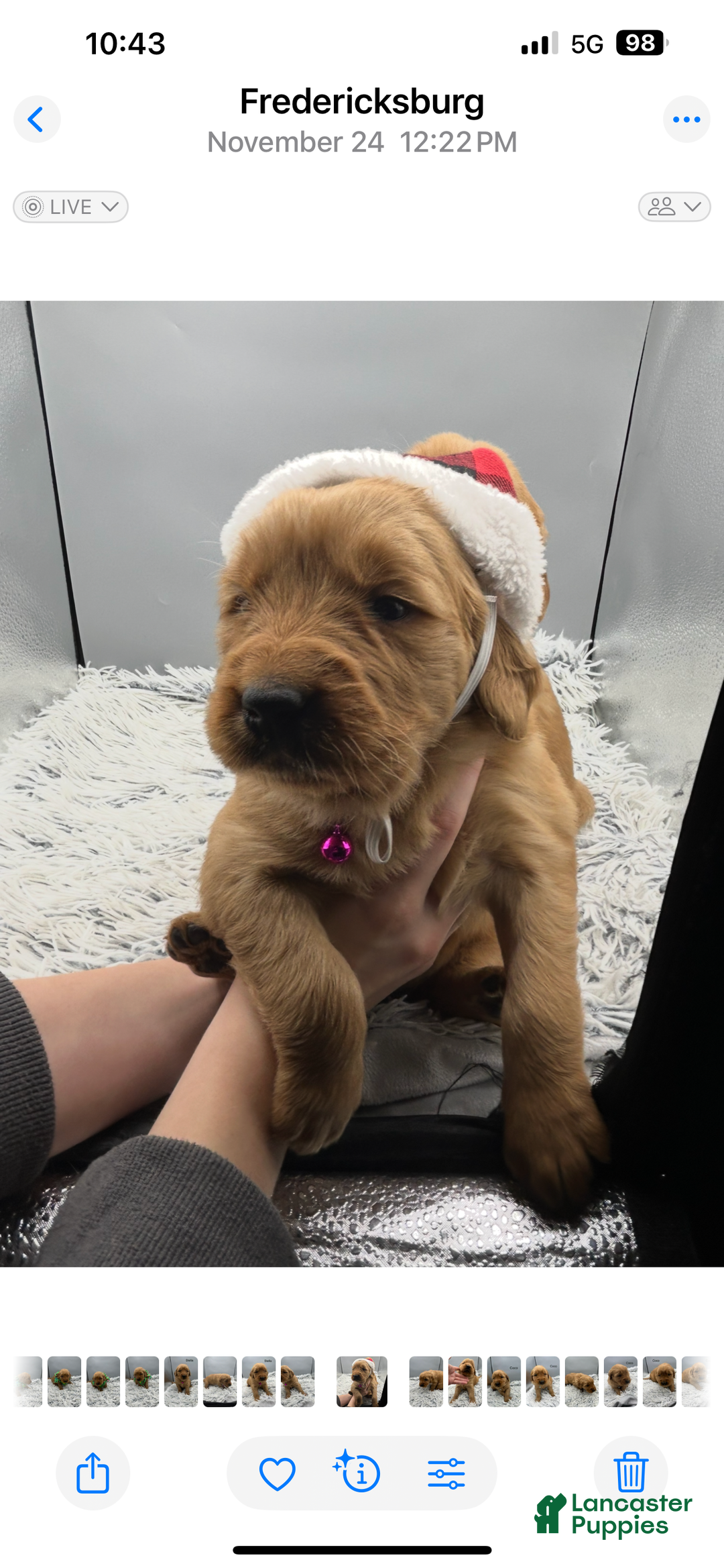 Golden Retriever dogs for sale: Golden Retriever Puppy - Stella - Ad 23