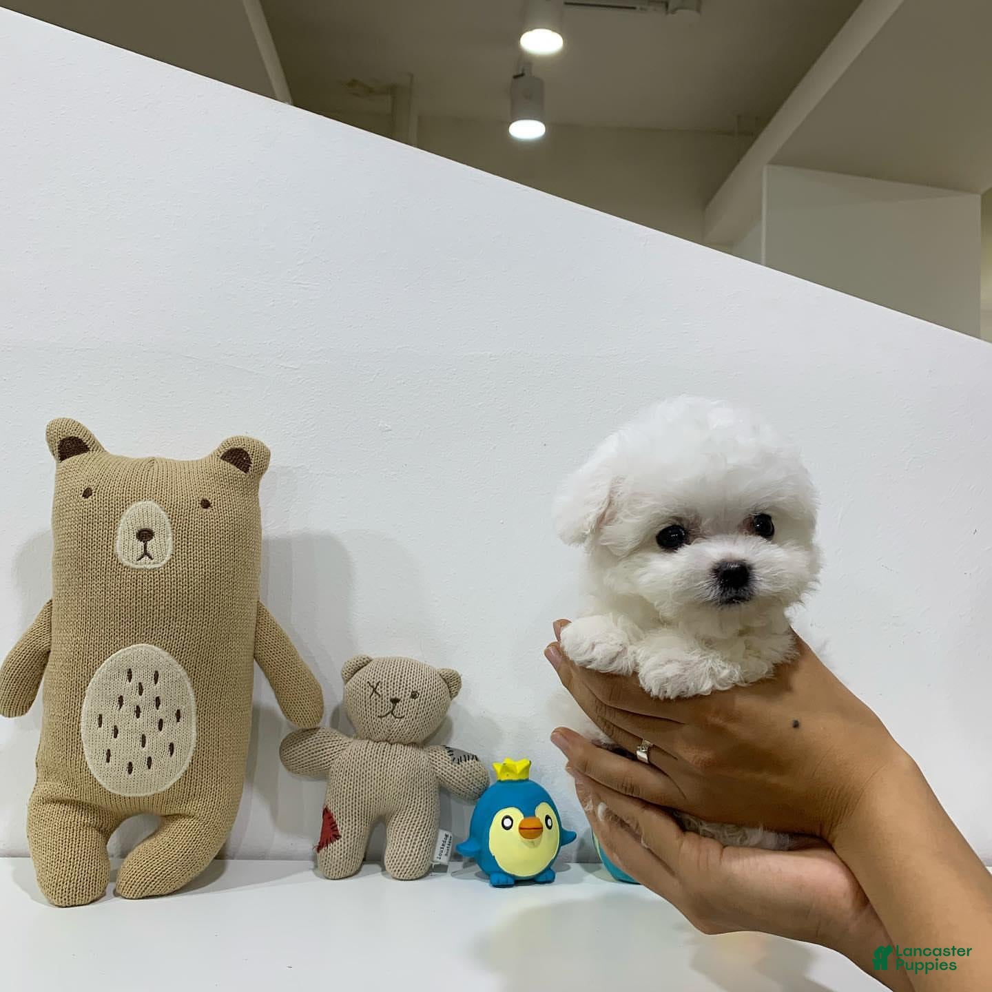 Bichon Frise dogs Joy (Female) - 9 weeks Old - Ad 2