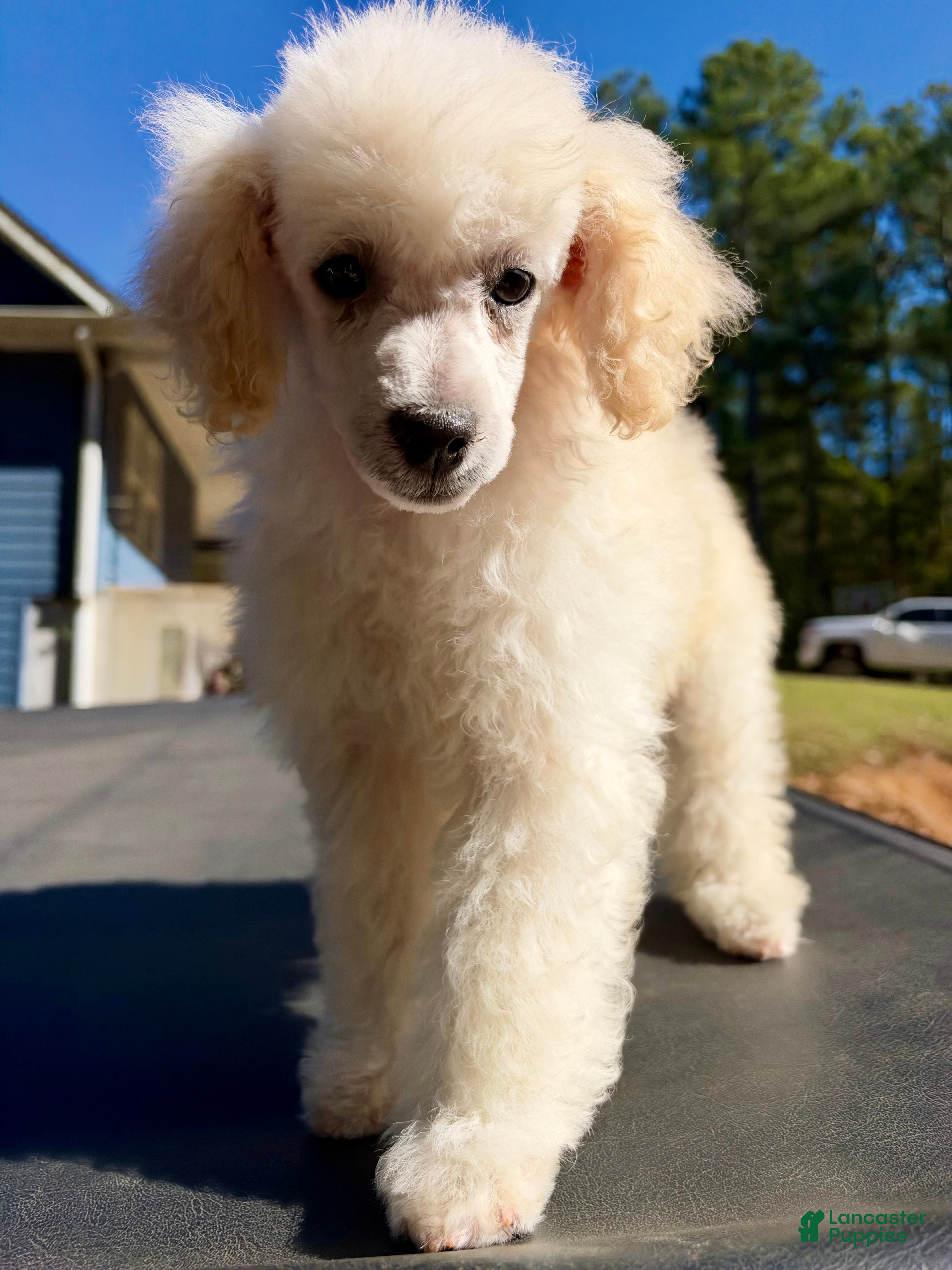 Mixed Breed dogs for sale: Big Boy - Ad 1