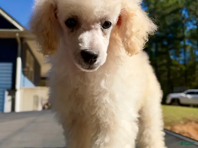 Mixed Breed dogs for sale: Big Boy - Ad 1