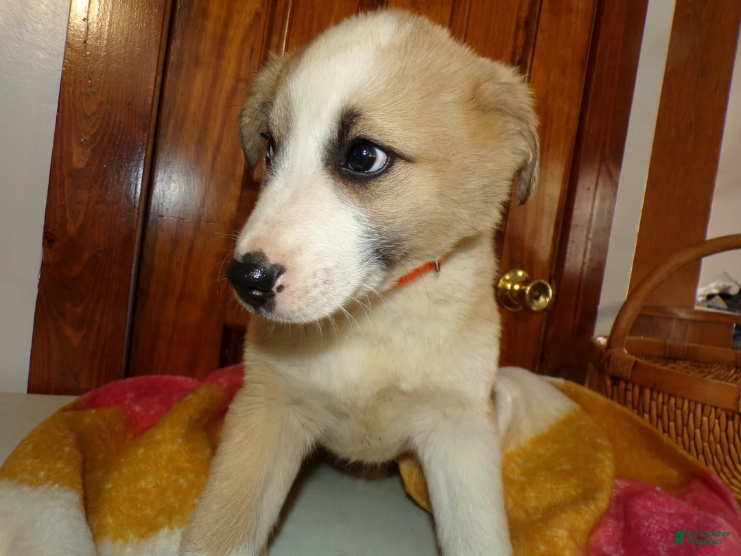 Mixed Breed dogs for sale: Mixed Breed Puppy 3 Belle - Ad 3
