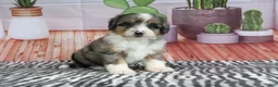 Mini Bernedoodle dogs for sale: Stella - Ad 3