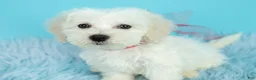 Maltipoo dogs for sale: Mozart - Ad 3