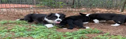 Welsh Corgi Cardigan dogs for sale: Ace FLUFFY - Ad 22