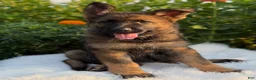 German Shepherd dogs for sale: Storm - Ad 3