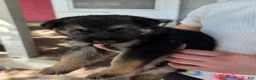 German Shepherd dogs for sale: German Shepherd 3 - Ad 1