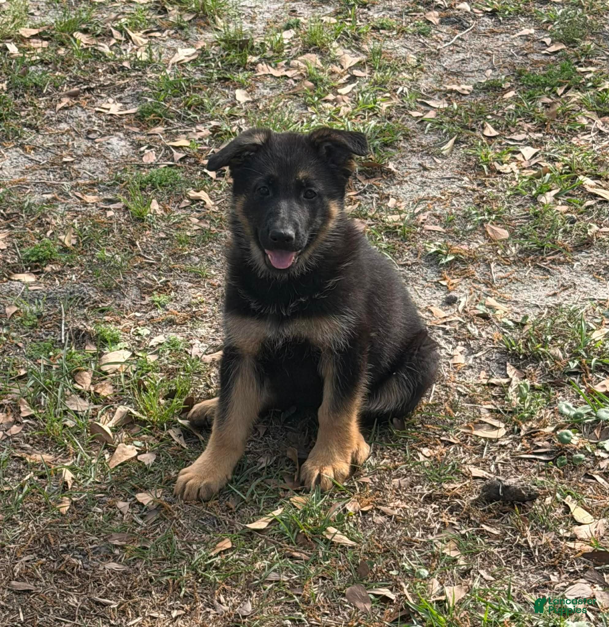 German Shepherd dogs Bell - Ad 21