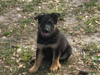 German Shepherd dogs Bell - Ad 21