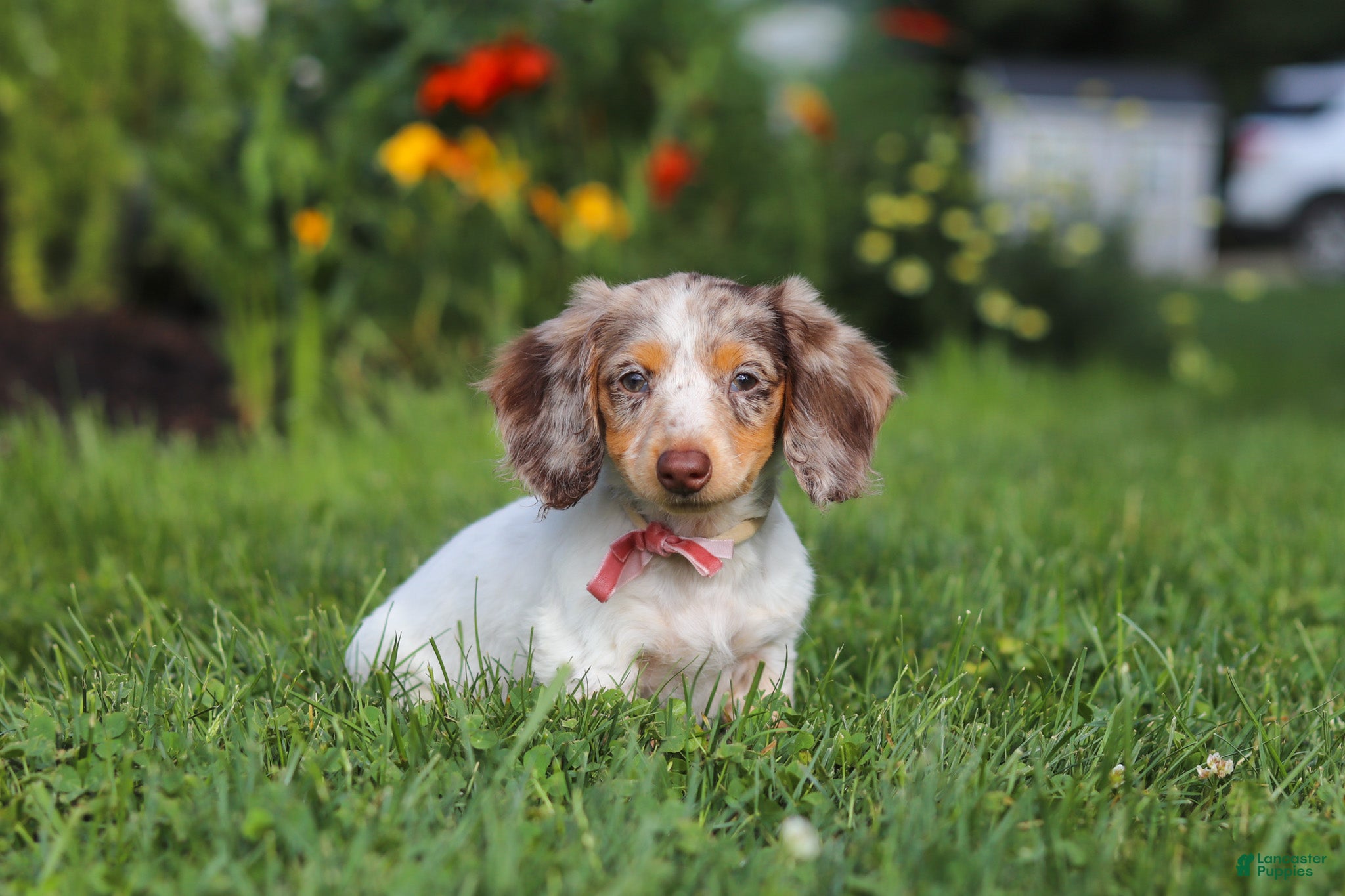 Dachshund dogs Shyla - Ad 1