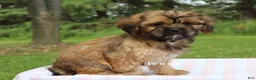 Mixed Breed dogs for sale: Briar - Ad 5
