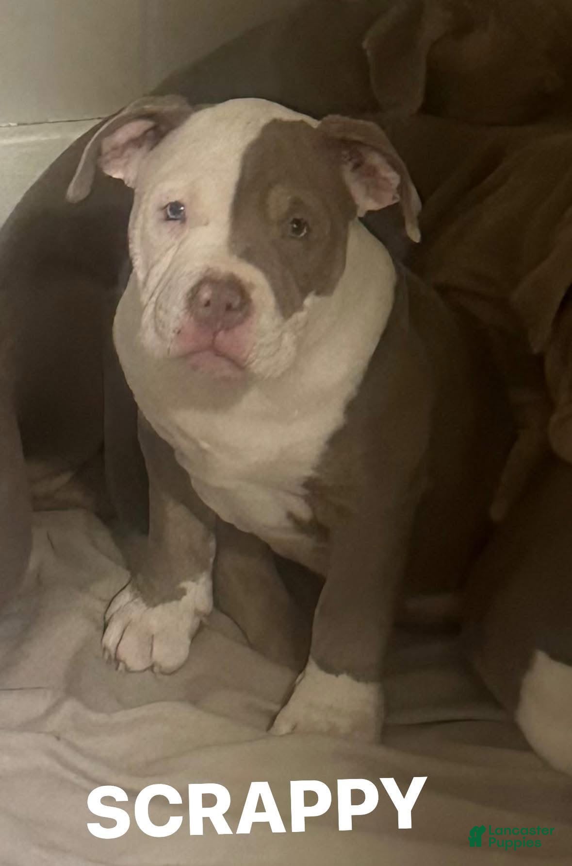 American Bully dogs American Bully Puppy 4 - Ad 13