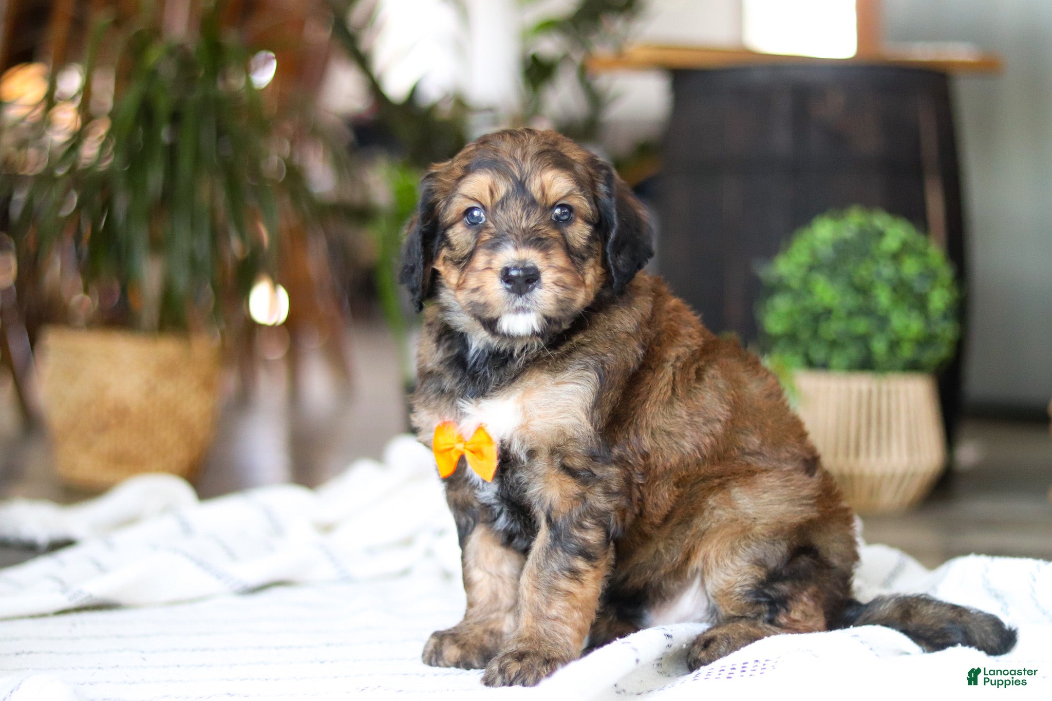 Bernedoodle dogs Blarney - Ad 2