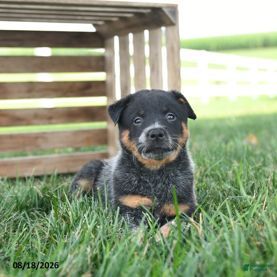 Australian Cattle Dog dogs Buttercup - Ad 2