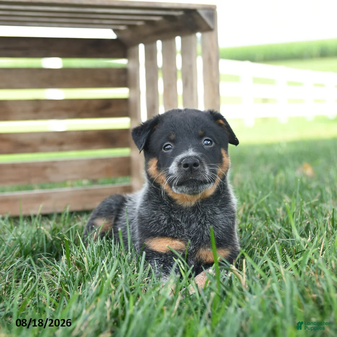 Australian Cattle Dog dogs for sale: Buttercup - Ad 2