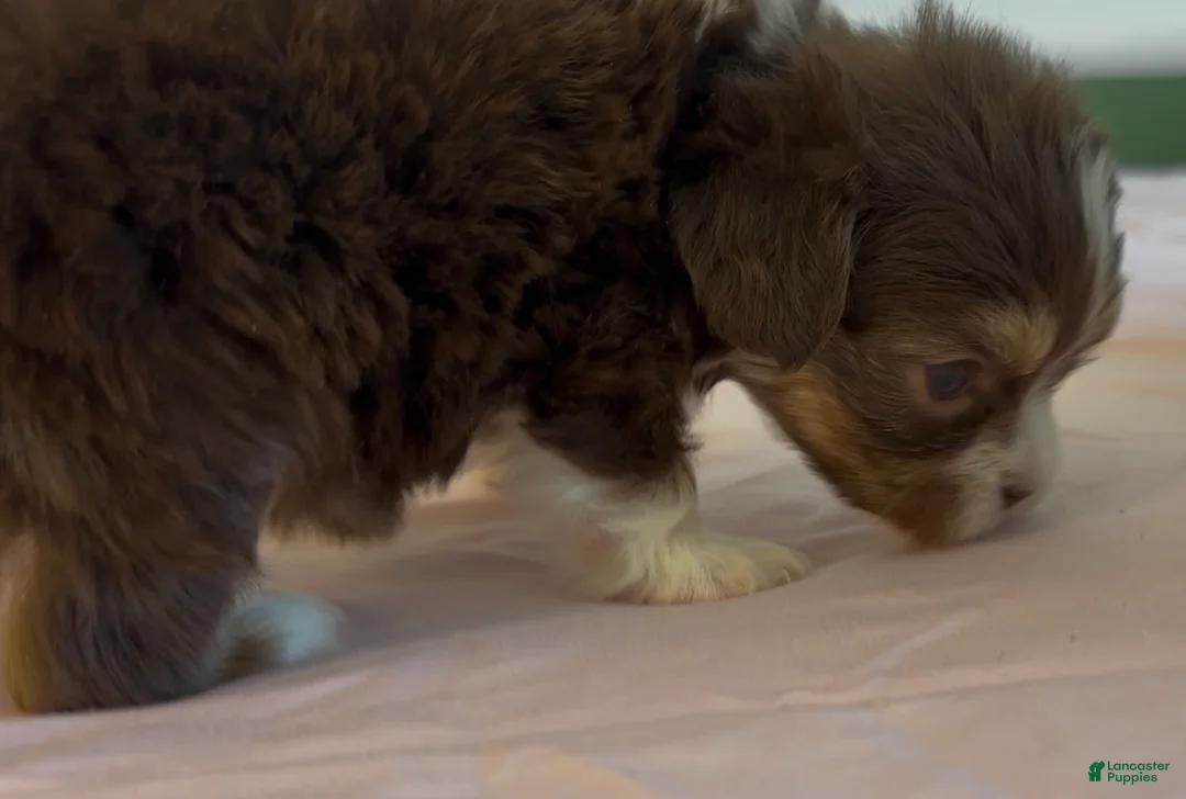 Shorkie dogs for sale: Shorkie Puppy 1 - Ad 10