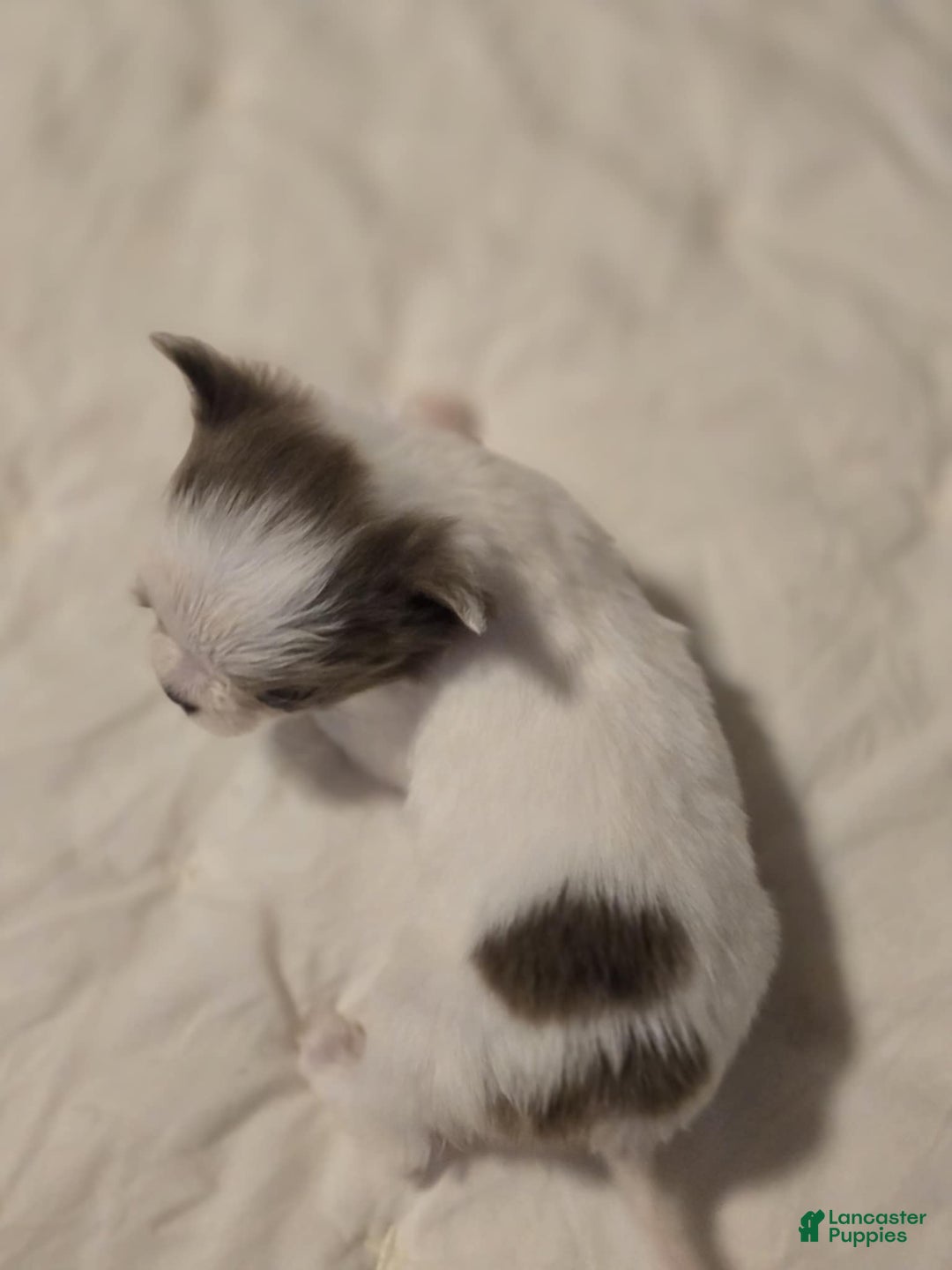 Chihuahua dogs for sale: Johnny  - Ad 6