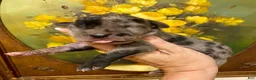 Great Dane dogs for sale: Carbon Creed's Tsunami Force 🌊 - Ad 1