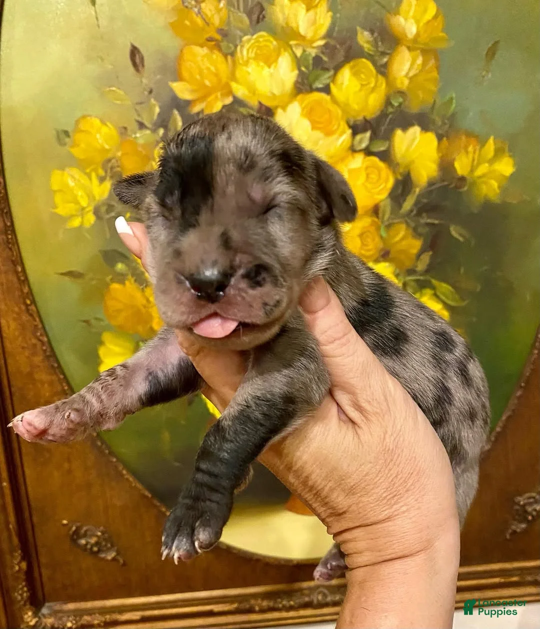 Great Dane dogs for sale: Carbon Creed's Tsunami Force 🌊 - Ad 1