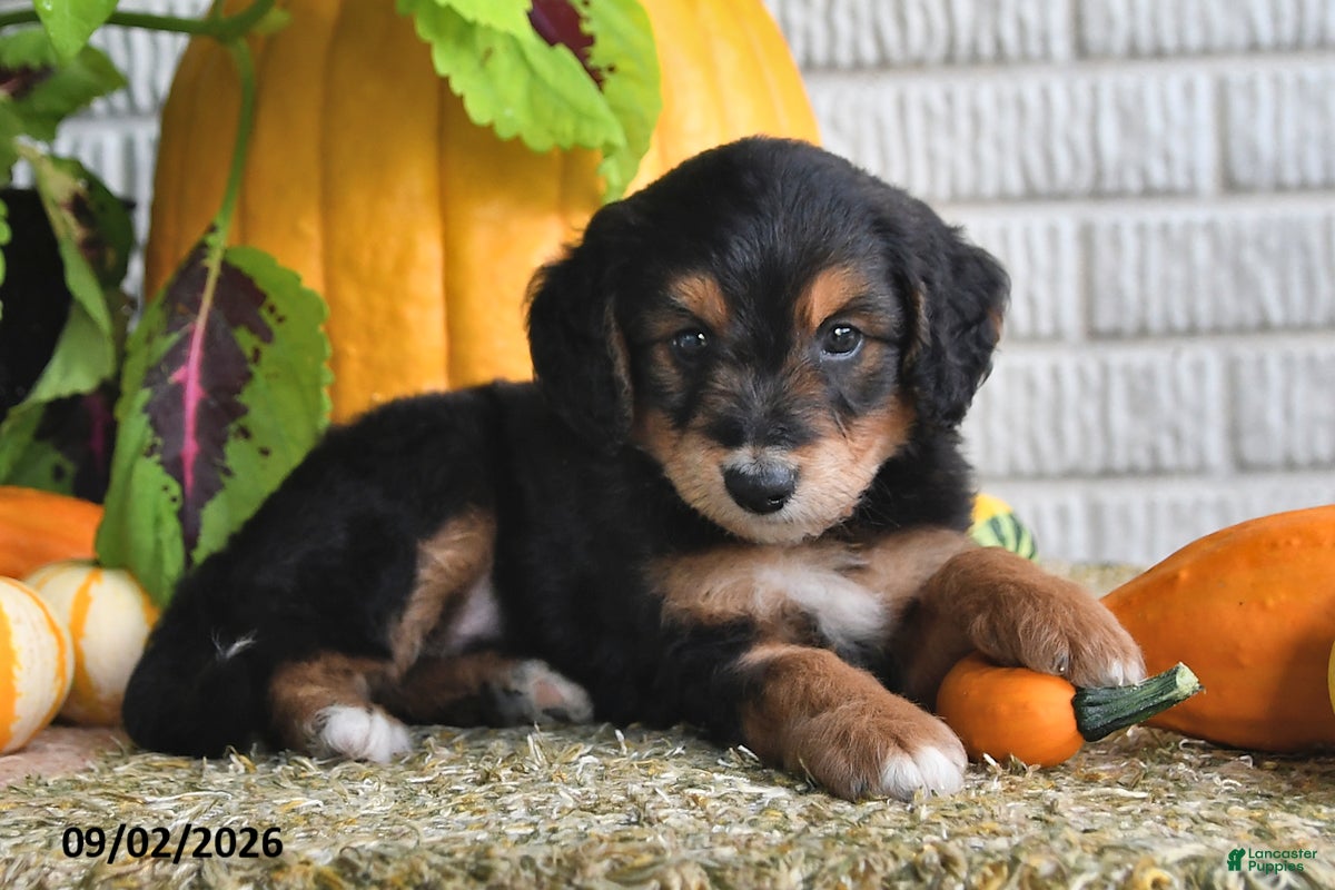 Mixed Breed dogs Cody - Ad 1