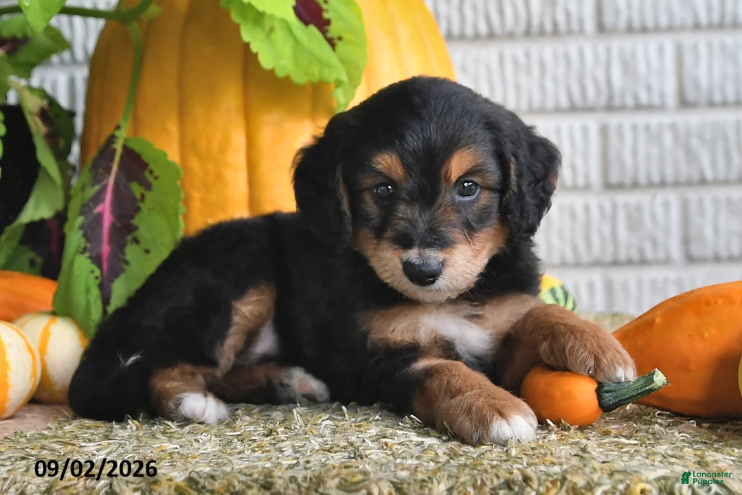 Mixed Breed dogs for sale: Cody - Ad 1